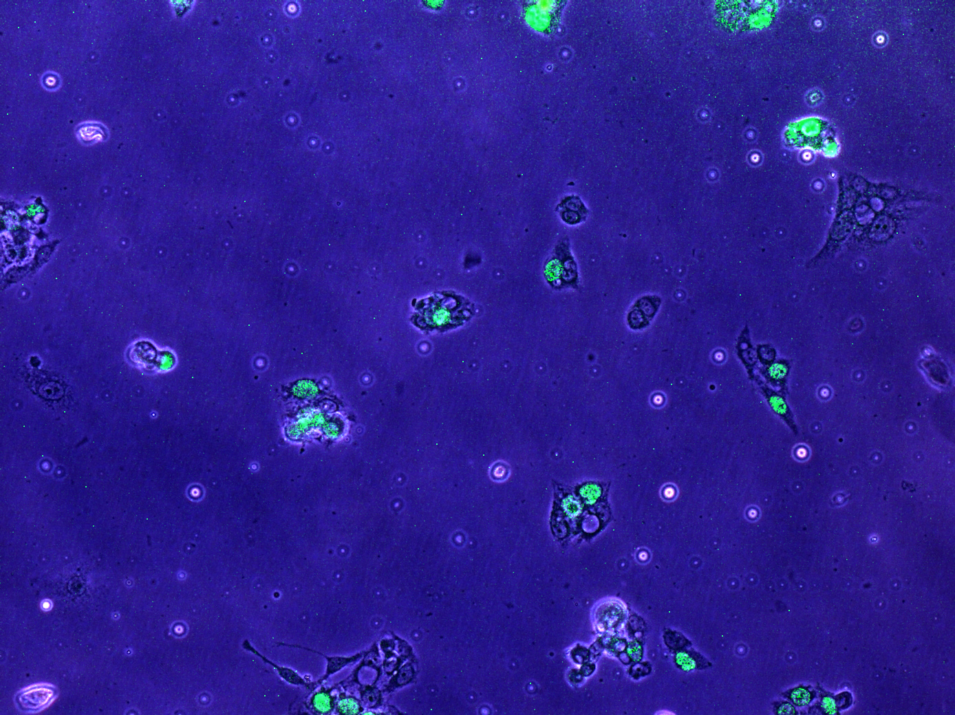 �������� (HepG2 siGFP)