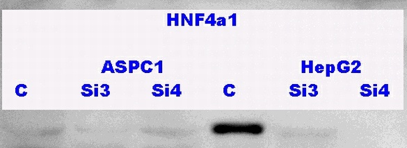 HNF4a1
