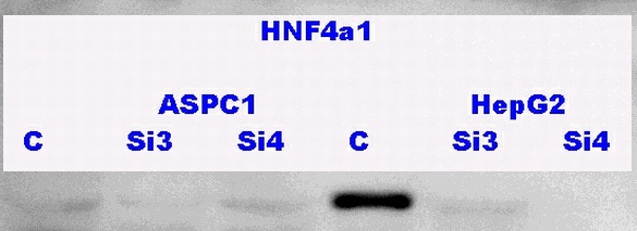 HNF4a1