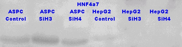 HNF4a7